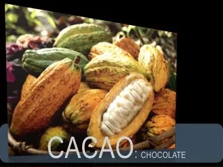 CACAO : cHOCOLATE