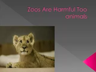 Zoos Are Harmful Too animals