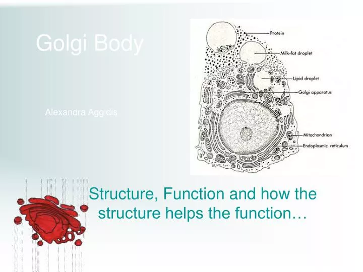 golgi body