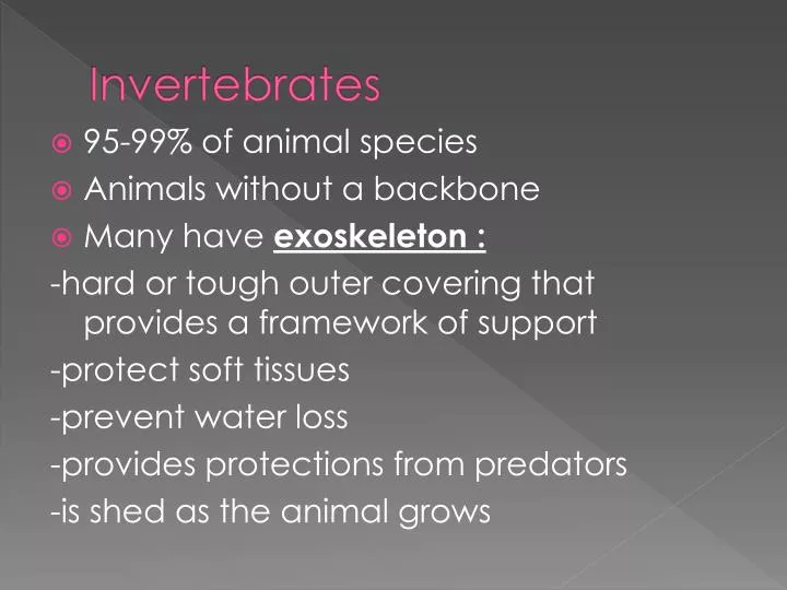 invertebrates