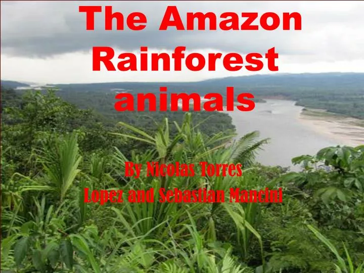 the a mazon rainforest animals
