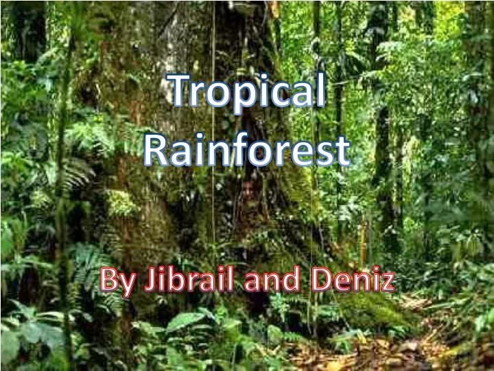 PPT - Tropical Rainforest PowerPoint Presentation, free download -  ID:2819808