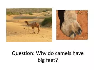 Question: Why do camels have big feet?