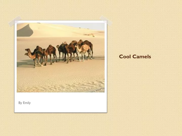 cool camels