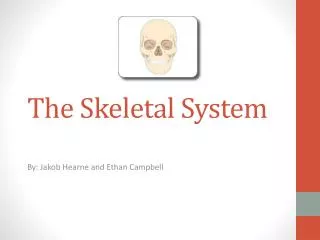 The Skeletal System