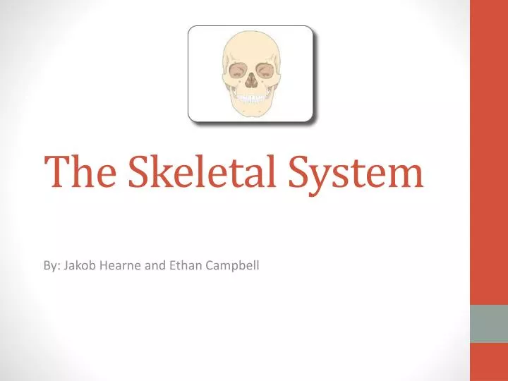 the skeletal system