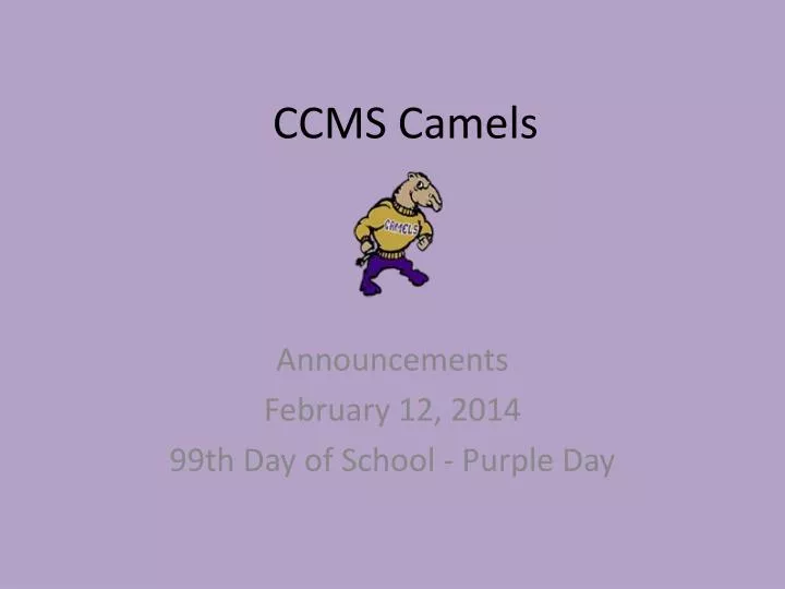 ccms camels
