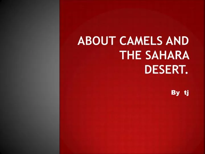 about camels and the sahara desert