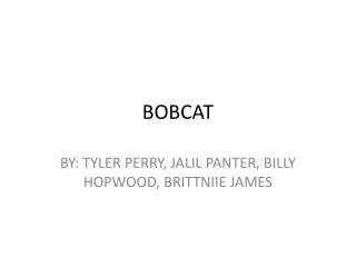 BOBCAT