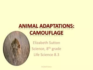 Animal adaptations: camouflage