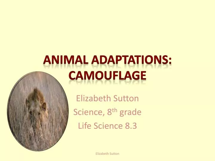 animal adaptations camouflage