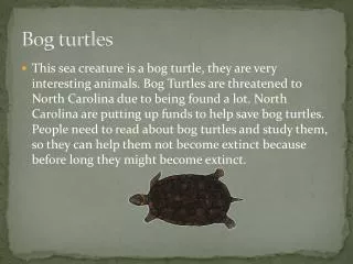Bog turtles