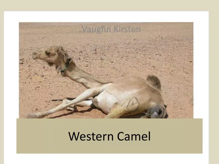 western camel