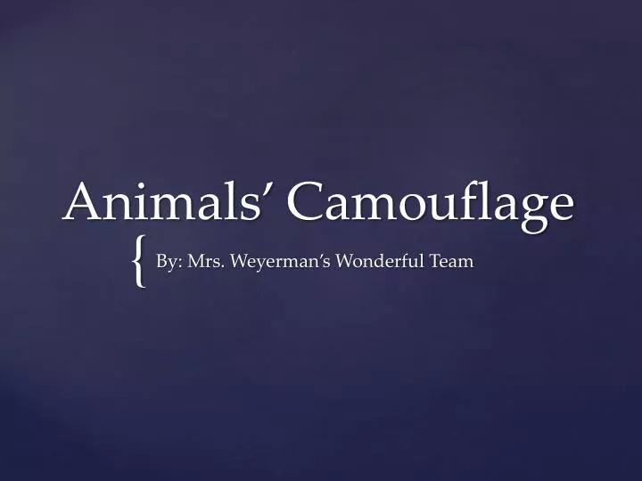 animals camouflage