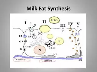 Milk Fat Synthesis