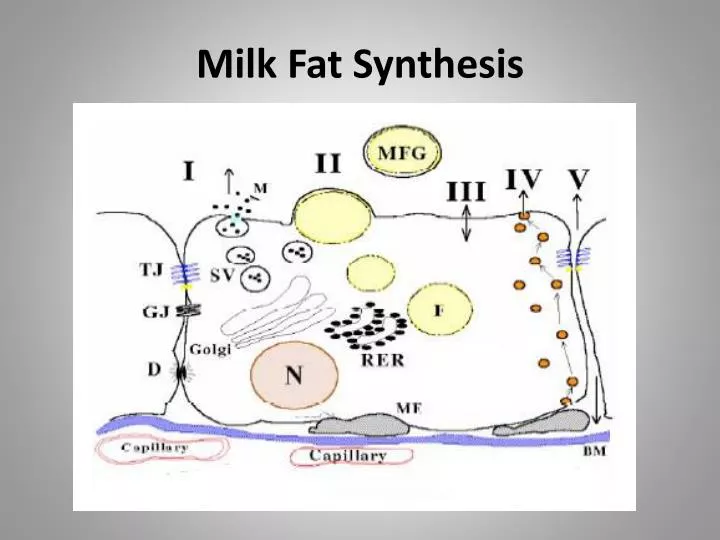 milk fat synthesis