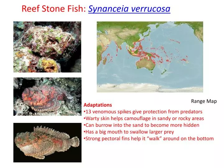 reef stone fish synanceia verrucosa
