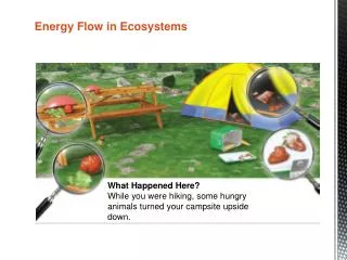 Energy Flow in Ecosystems