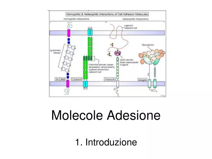 molecole adesione
