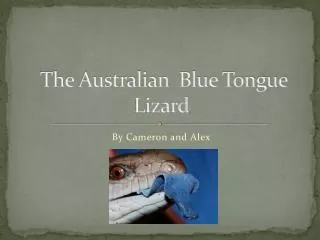 The Australian Blue Tongue Lizard