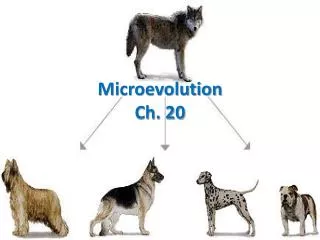 Microevolution Ch. 20
