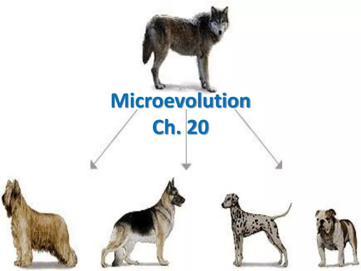 microevolution ch 20