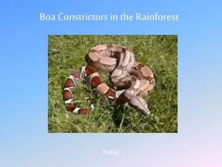 Boa Constrictors in the Rainforest