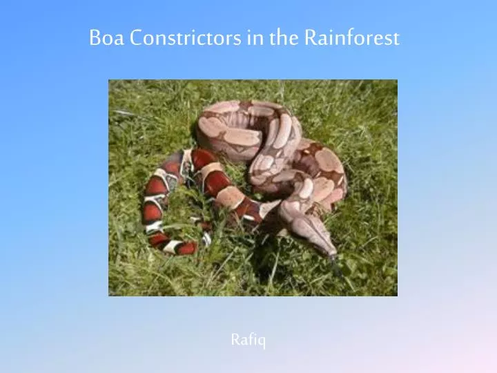 boa constrictors in the rainforest