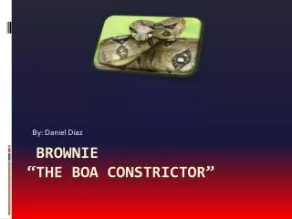 brownie “the boa constrictor”
