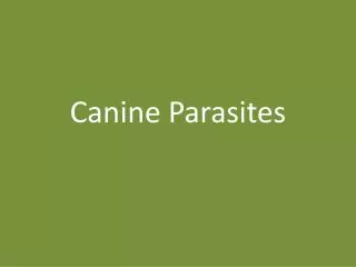 Canine Parasites