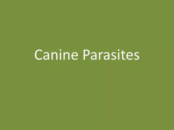 canine parasites