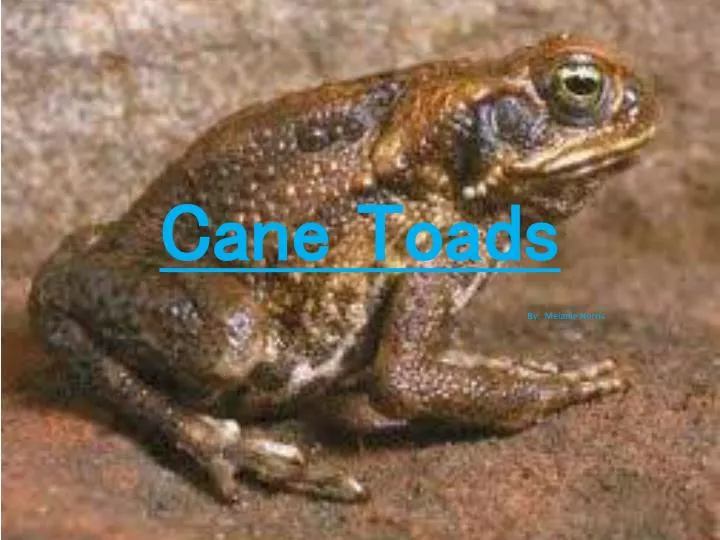 cane toads