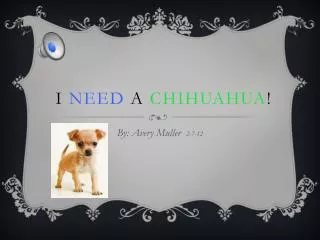 I need a chihuahua !