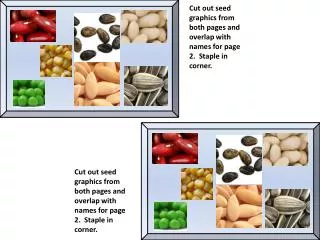 Cut out seed graphics from both pages and overlap with names for page 2. Staple in corner.