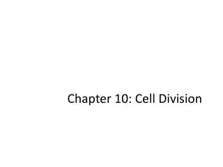 chapter 10 cell division