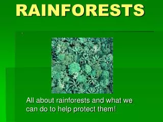 rainforests