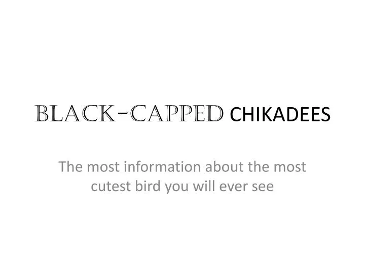 black capped chikadees