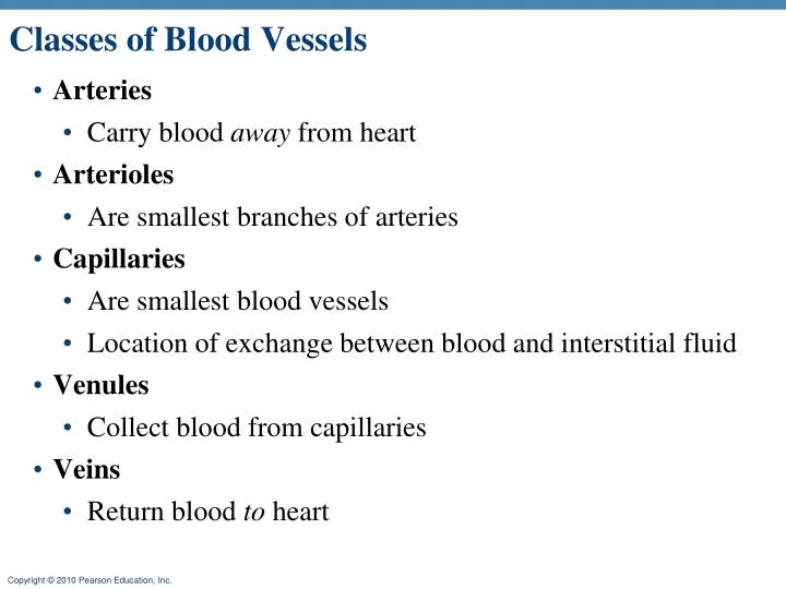 classes of blood vessels