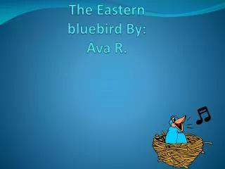 T he Eastern bluebird By: Ava R.