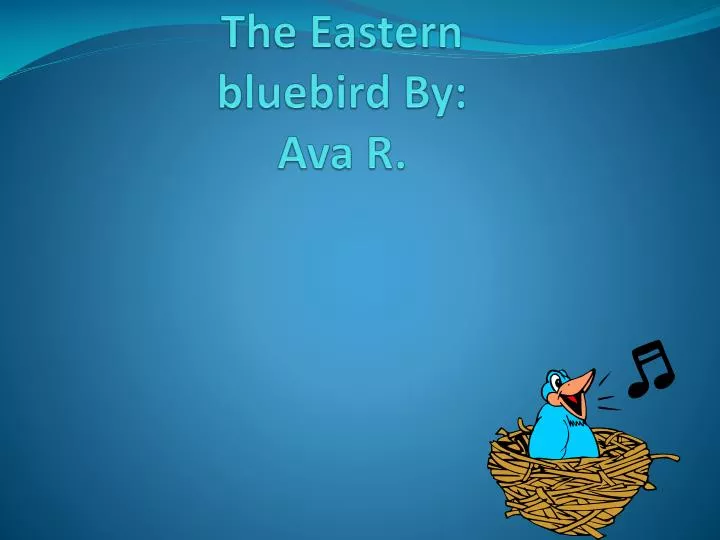 t he eastern bluebird by ava r