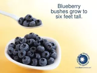 Blueberry bushes grow to six feet tall .