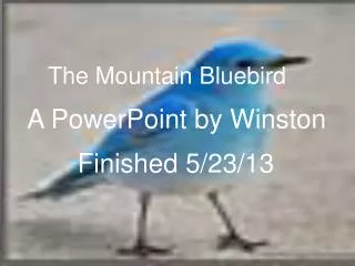 The Mountain Bluebird