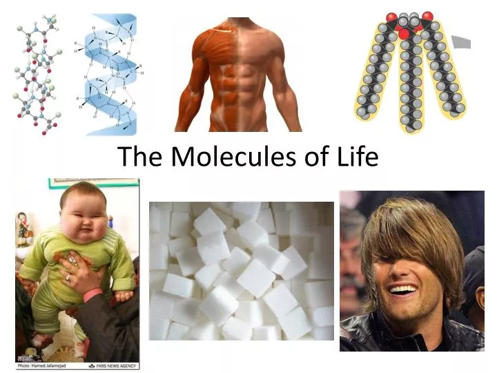 the molecules of life