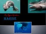 Marine - slide 1