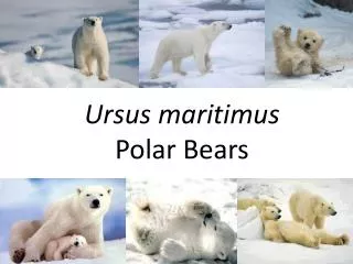 Ursus maritimus Polar Bears