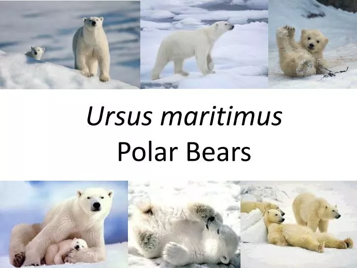 ursus maritimus polar bears