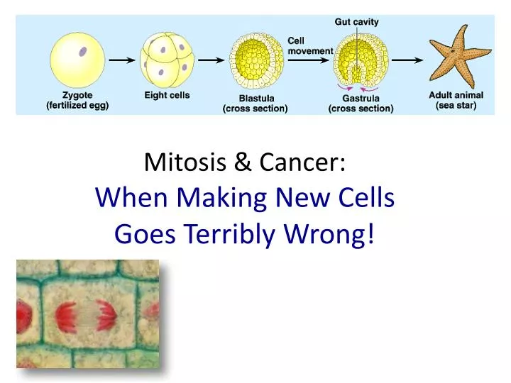 mitosis cancer when making new cells goes terribly wrong