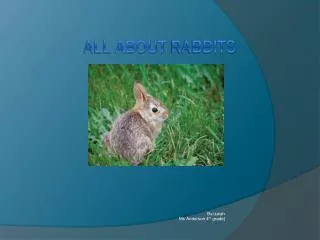 All About Rabbits
