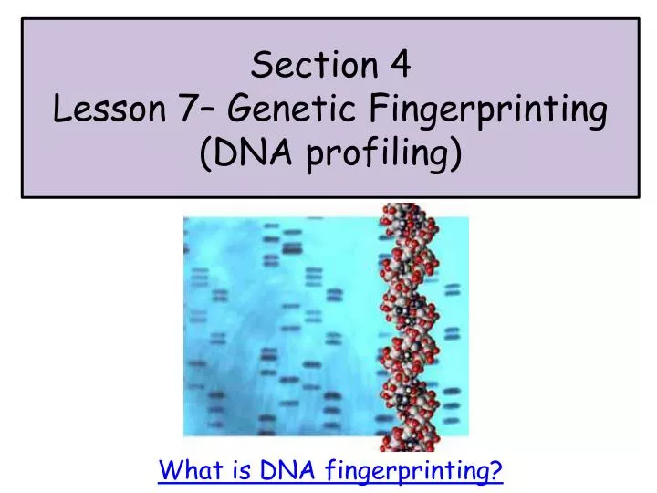 section 4 lesson 7 genetic fingerprinting dna profiling