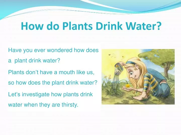 how do plants drink water